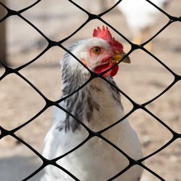 exemplo do uso da tela plástica para galinheiro em um cercado de galinhas